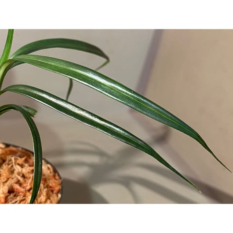 Mapania caudata from Murung raya [LA0515-04] ①
