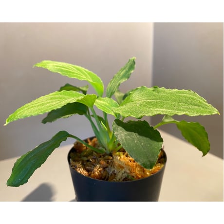 Homalomena sp. from Padang [TK160117]