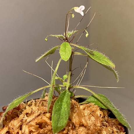 Codonoboea sp. from Sumatera barat [LA0317-01]