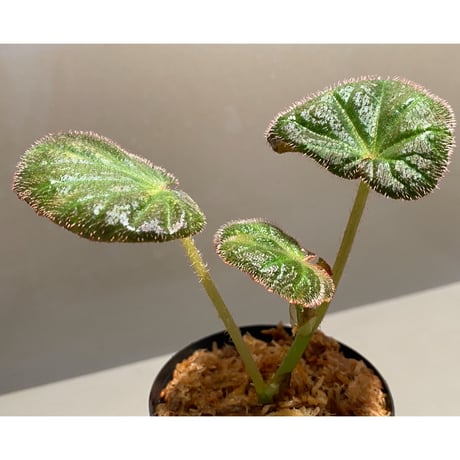 Begonia sp. from Manaus