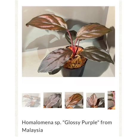 Homalomena sp. "Glossy Purple" from Malaysia