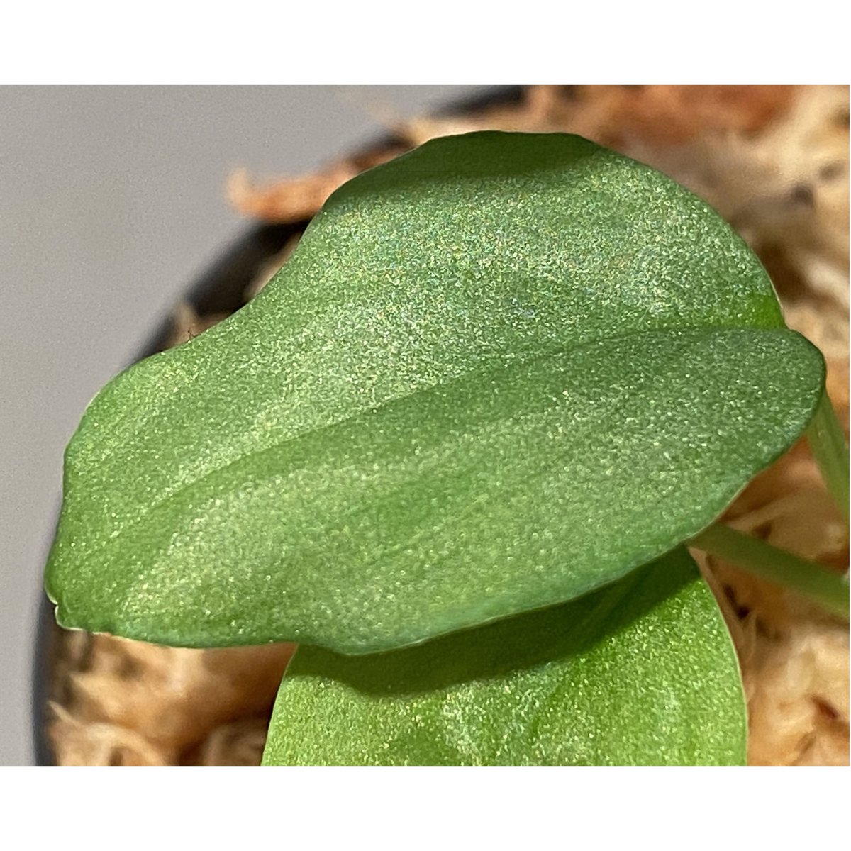 Homalomena sp. from Pulau Singkep | M・R・G・R Homalomena sp. from Pulau Singkep | M・R・G・R