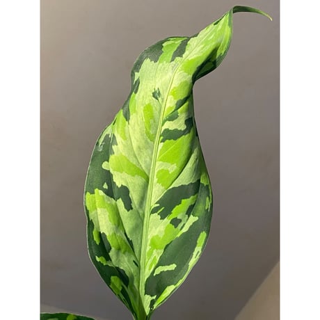 Aglaonema pictum "type EUREKA-7" from Pulau Nias [AZ0710-9]