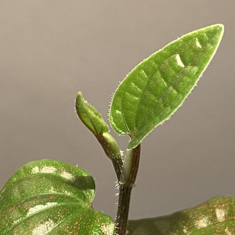 Piper sp. Miao "Arunachal Pradesh" INDIA [ID]