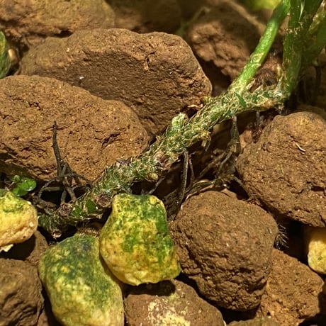 Microsorium sp. from Krabi Southern Thailand