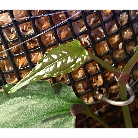 Cissus sp. "Padang" Sumatra barat [TB]