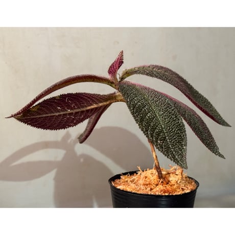 Cyrtandra sp. Landak West Kalimantan