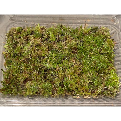 Moss from Ipoh State Malaysia
