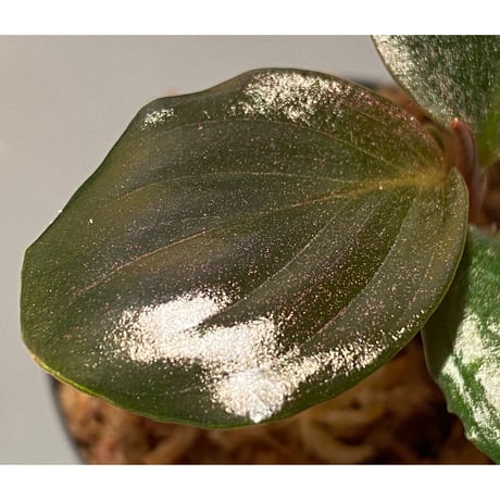 Rhodospatha sp. from Ecuador [tanakay]