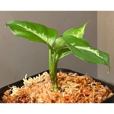 Aglaonema pictum BW1410  "レカミエ" from Sumatra barat [TB]