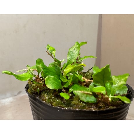 Microgramma heterophylla 伊藤蟻植物農園