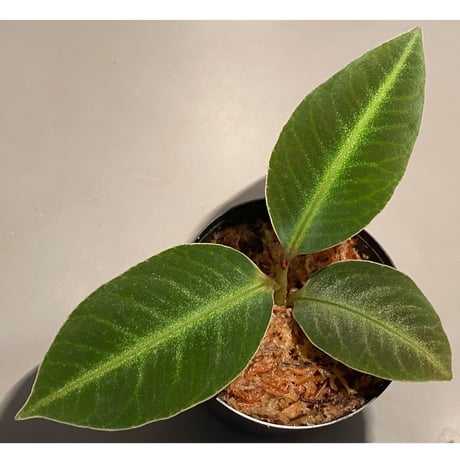 Ardisia malouiana from Sintang [HW0220-07]