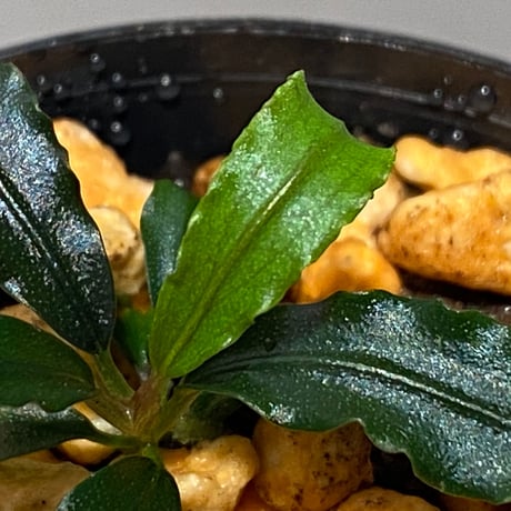 Bucephalandra sp. "MEDUSA" ②