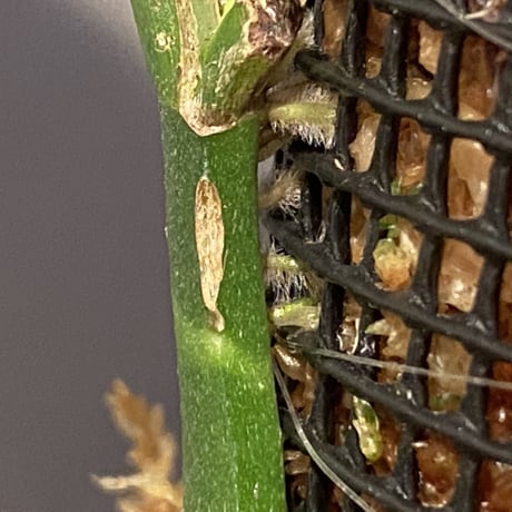 Rhaphidophora sp. from Trat Thailand