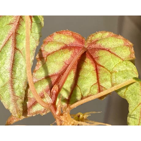 Begonia handelii var. prostrata from Viet Nam