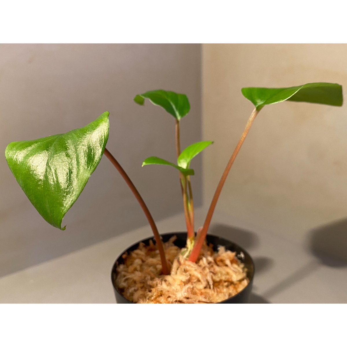 特別オファー 細葉赤軸ホマロメナ sp. Piptospatha 植物/観葉植物