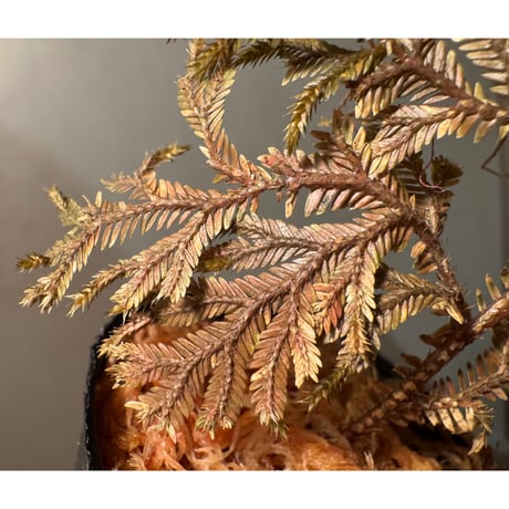 Selaginella sp. from Kapuas hulu