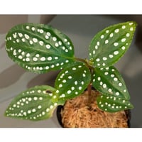 Homalomena sp. 