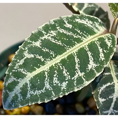 Ardisia sp. from Sumatera barat [TB]