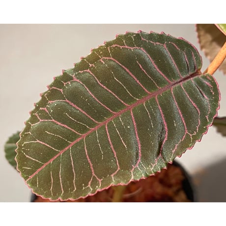 Labisia sp. from Riau Sumatera