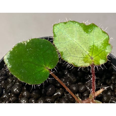Begonia cf. ferox from Cao Bang [YH040519BK] TK