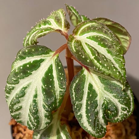 Sonerila pulchella from Payakumbuh  sumatera [LA0616-01] × Somerila sp. ライトセーバー from Lingga