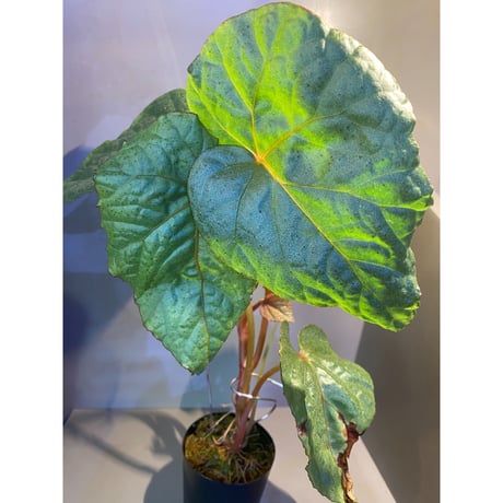 (大株) Begonia sp. from Na Hang ベトナム北部産 [TK]