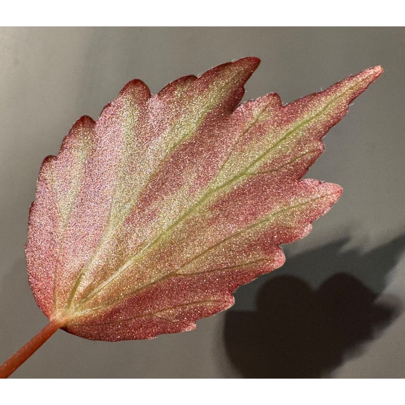 Begonia '煉獄-参' [LA hyb.-f1-01] | M・R・G・R