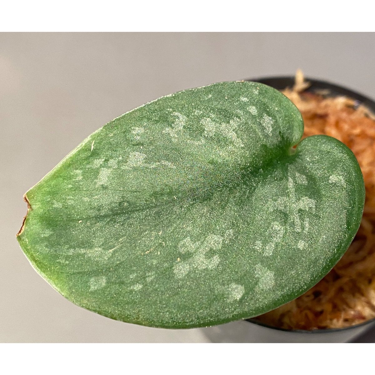 scindapsus bathala(最上級斑) scindapsus bathala(最上級斑) Scindapsus blue albo salaka — Annie's