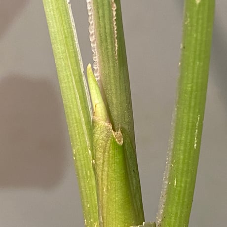 Schismatoglottis sp. "Nanga pinoh" [TB]