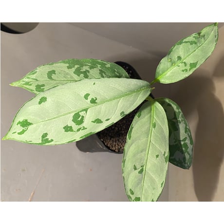 Aglaonema nebulosum from Matang [TK211017]