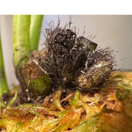 Antrophyum sp. from Aceh sumatera