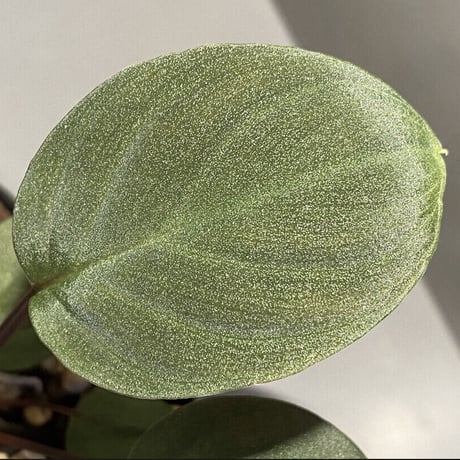 Homalomena sp. from Tambunan [TK200217]