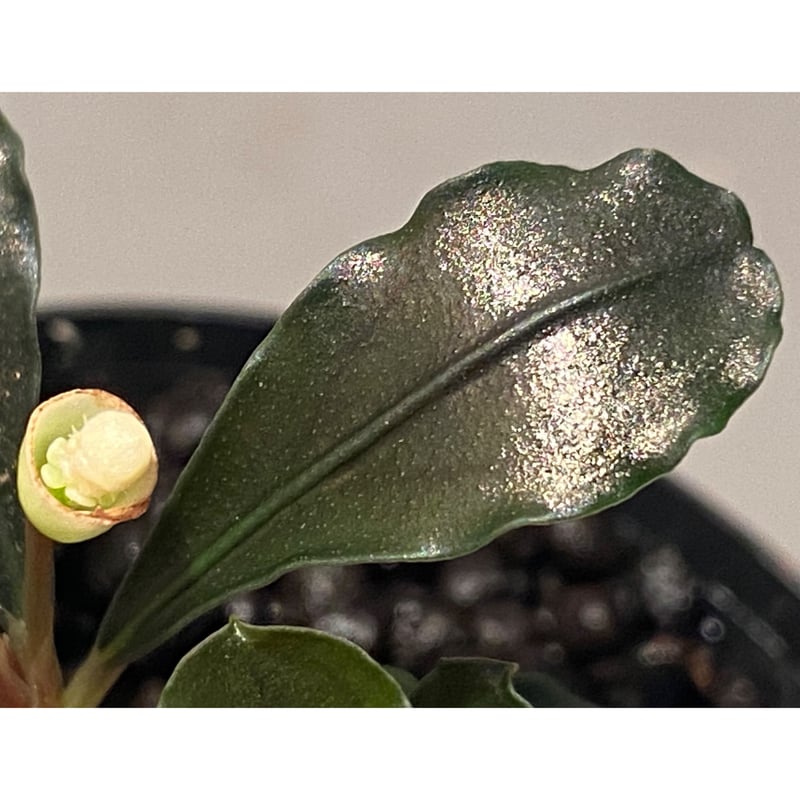 脇芽付き) Bucephalandra sp. 