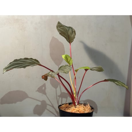 Homalomena sp. from Bengkayang West Kalimantan ②