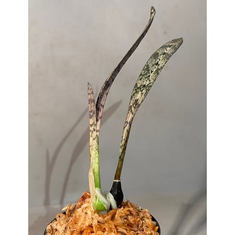 Oeceoclades spathulifera ①