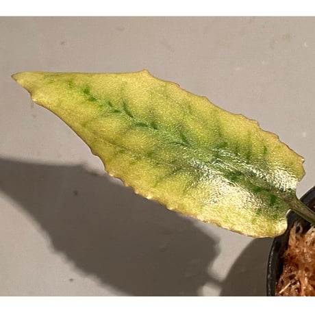 Cryptocoryne xagusii [TB]