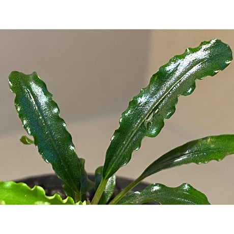 Bucephalandra sp. "MEDUSA"