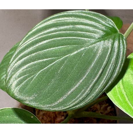 (大株) Homalomena sp. "Aceh selatan" Aceh Sumatra [TB]