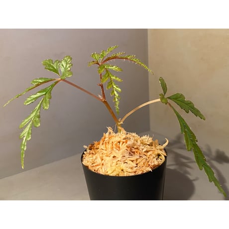 Begonia polilloensis