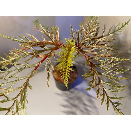 Begonia bipinnatifida [STRINGE PLANTS]