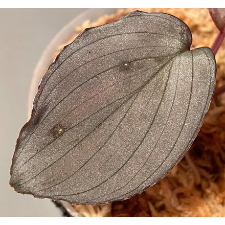 Homalomena sp. "Imperial Japanese Navy" from Resum P.Lingga [AZ0517-11] ③