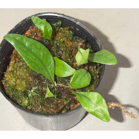 Microsorum sp. "Timika" Papua [TB]