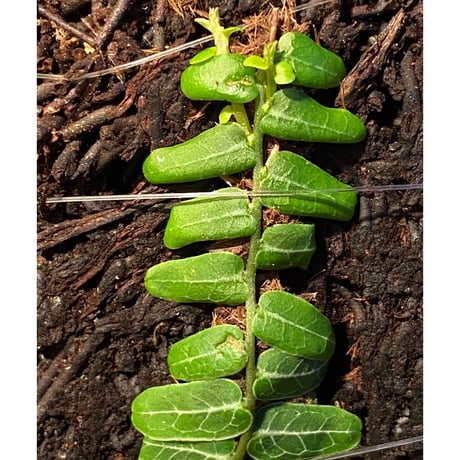 Marcgravia sp. from Columbia