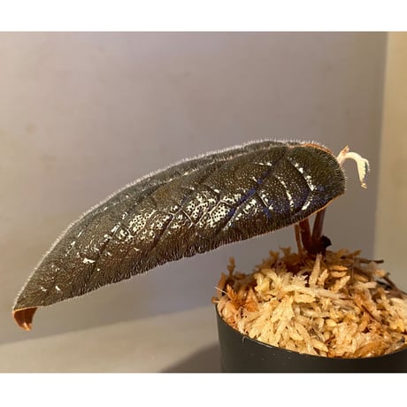 Pterisanthes sp. from Sabah [R0516-01]