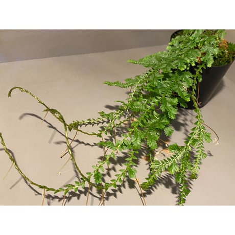 Selaginella sp. from Iquitos Peru [tanakay]