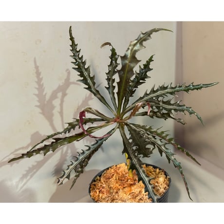 Labisia sp. from Jambi Sumatera