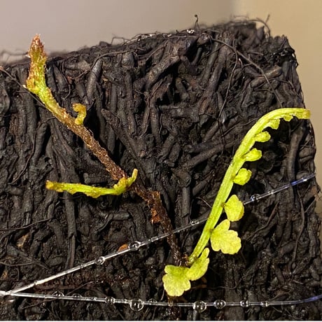 Teratophyllum aculeatum from Nanga pinoh [TB]