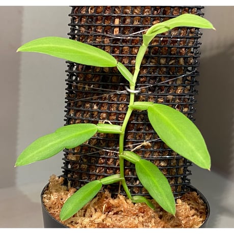 Epipremnum sp. from Khlong Yai Trat Thailand