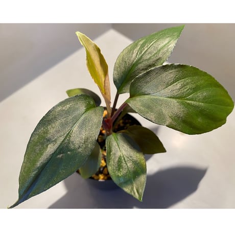 Homalomena sp. "Deep Purple" JKT from Pulau Nias [AZ0215-1]